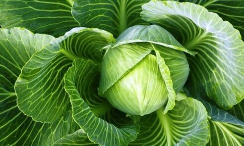 Cabbage for the treatment of knee joint arthropathy